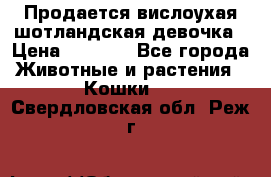 Продается вислоухая шотландская девочка › Цена ­ 8 500 - Все города Животные и растения » Кошки   . Свердловская обл.,Реж г.